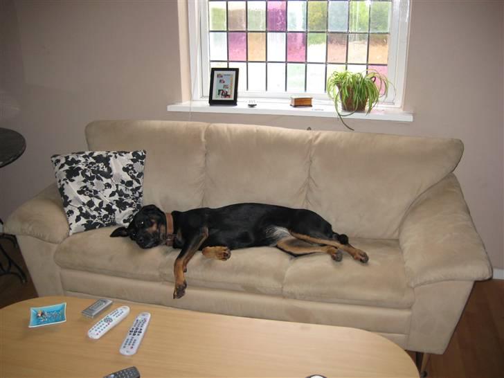 Blanding af racer Cherie billede 8