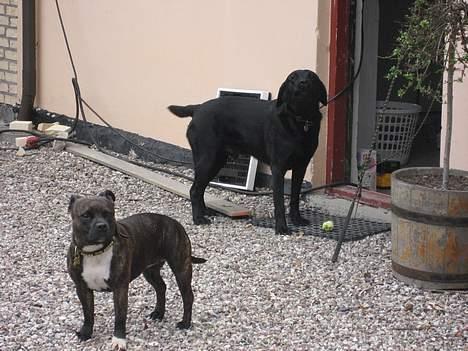 Staffordshire bull terrier Zaki - Buster, min bedste ven.. Det er sjovest når jeg kan stjæle det han render rundt med billede 7