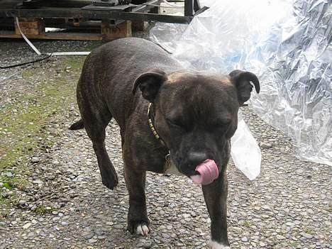 Staffordshire bull terrier Zaki - mums billede 8