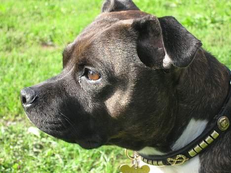 Staffordshire bull terrier Zaki billede 9