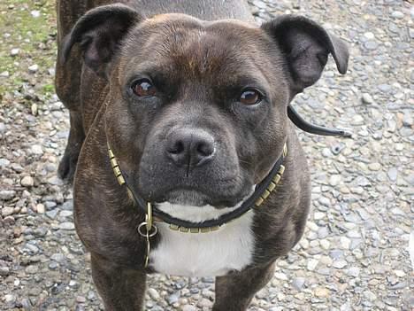 Staffordshire bull terrier Zaki - hvorfor kigger du sådan på mig? billede 10