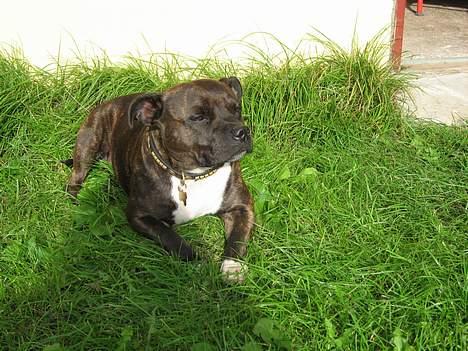 Staffordshire bull terrier Zaki - nyder lige solen engang billede 11