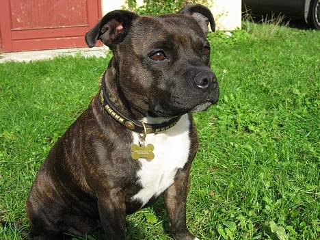 Staffordshire bull terrier Zaki - hva mon de laver derovre?  billede 13