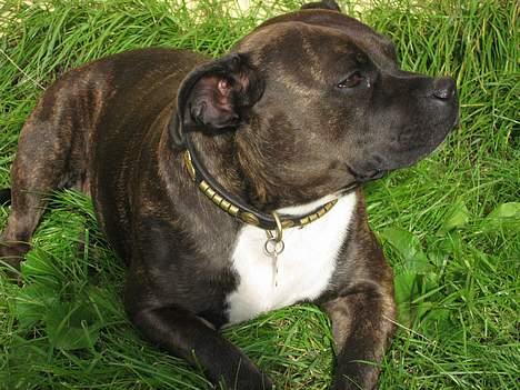 Staffordshire bull terrier Zaki - Det er bare lykken at være gård hund billede 14