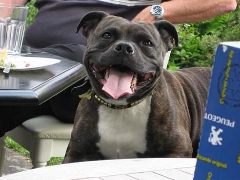 Staffordshire bull terrier Zaki - På skødet af mors bror, her kan man altid ligge uden at blive smidt ned, så det må jeg hellere benytte mig af. billede 16