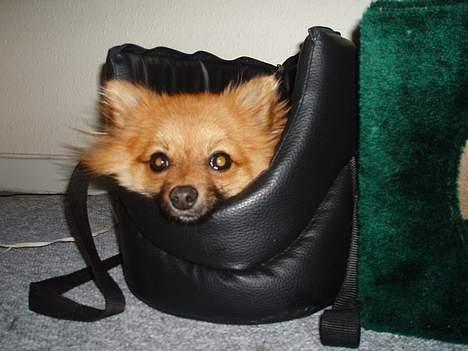 Pomeranian Victor - Victor elsker sin rejsetaske, der har han "helle" billede 13