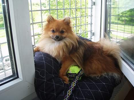 Pomeranian Victor - Victor holder øje med alt på gaden fra sin franske altan billede 14