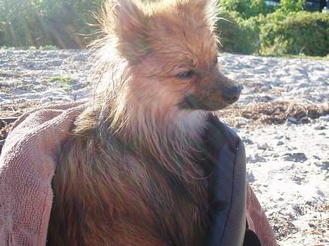 Pomeranian Victor - Sommeren 06. Victor var med på stranden et par gange. Han kunne bestemt ikke lide vandet billede 15