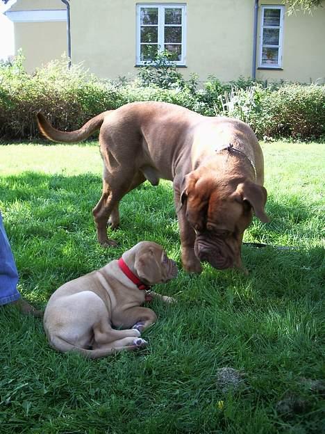 Dogue de bordeaux Frede 2001 - 2007 - Frede hilser pænt på Vicky L´s lille nye Diva! billede 15