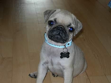 Mops Diablo - Se hvor pænt jeg kan sidde, mens mor tar billeder billede 8