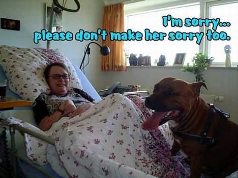 Staffordshire bull terrier Jenga *Død* - Foto fra støtte siden sorryagain.com.... billede 6