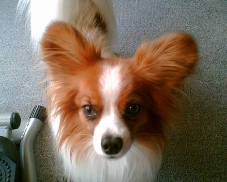 Papillon Gizmo R.I.P. - Er du sikker på at jeg fylder det meste af billedet mor....? billede 9