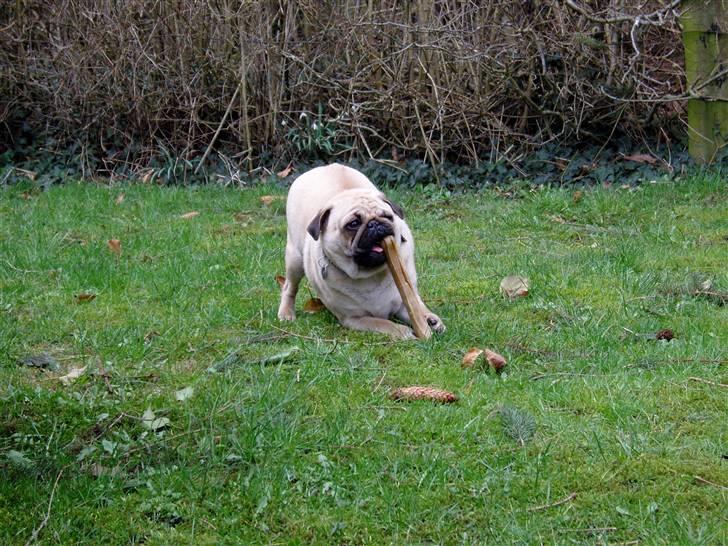 Mops Diablo - Mums Mums billede 9