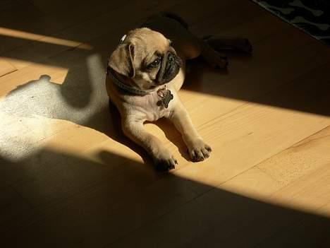 Mops Diablo - Sødt ikke! billede 10