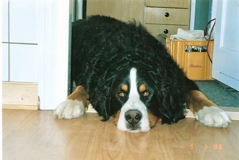 Berner sennenhund kenzo - ahh så slapper jeg af... billede 2