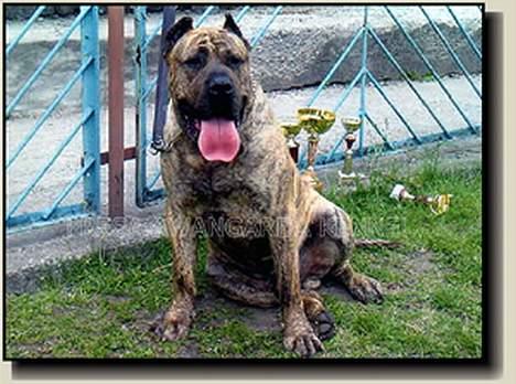 Dogo canario Tinga (1st Presa on HG)  - Tinga`s mor - Quino de Irema Curto billede 19