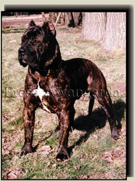 Dogo canario Tinga (1st Presa on HG)  - Tinga`s far - Chuck Norris de Presa Awangarda billede 20