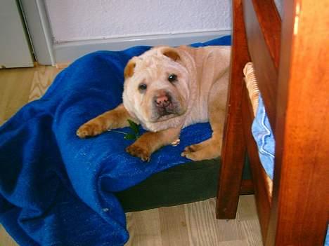 Shar pei Kendo - Kendo 6 mdr billede 1