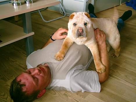 Shar pei Kendo - Hygge : Kendo 6 mdr billede 2