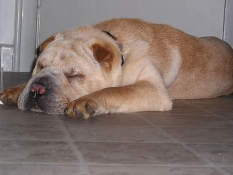 Shar pei Kendo - Jeg er bare helt færdig. 11 mdr. billede 3