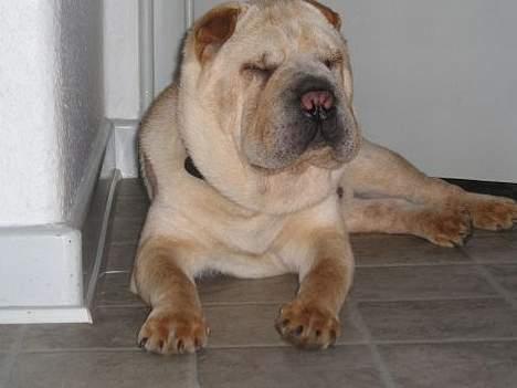 Shar pei Kendo - Kan jeg ikke bare få lov til at sove jeg er så træt billede 4