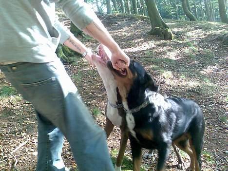 Blanding af racer Tess billede 9