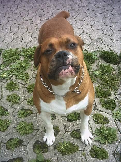 Amerikansk bulldog Geo-R.I.P - ca 7 år og meget farlig.. gør af kameraet!! billede 1