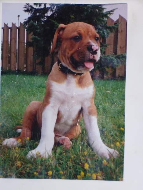 Amerikansk bulldog Geo-R.I.P - Baby Geo.. Miss you )o: billede 2
