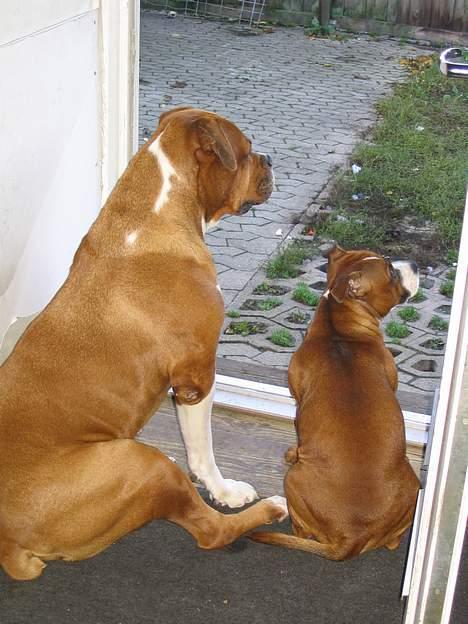 Amerikansk bulldog Geo-R.I.P - Geo og Buffy holder udkig! billede 3