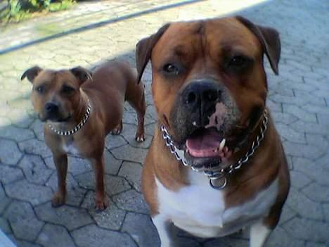 Amerikansk bulldog Geo-R.I.P - Ca 5 år gammel.. med en meget ung Chili billede 4