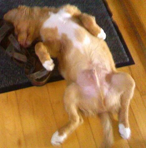 Nova scotia duck tolling retriever Sigurd - Lykken er en middagslur på ryggen og med næsen i mors sko billede 3