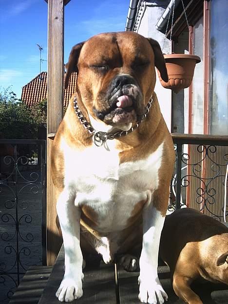 Amerikansk bulldog Geo-R.I.P - Slurrrp! billede 5