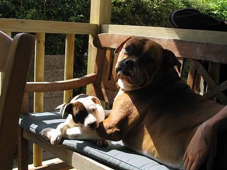 Amerikansk bulldog Geo-R.I.P - MIra har altid haft et meget nært forhold til sin Onkel Geo! billede 6
