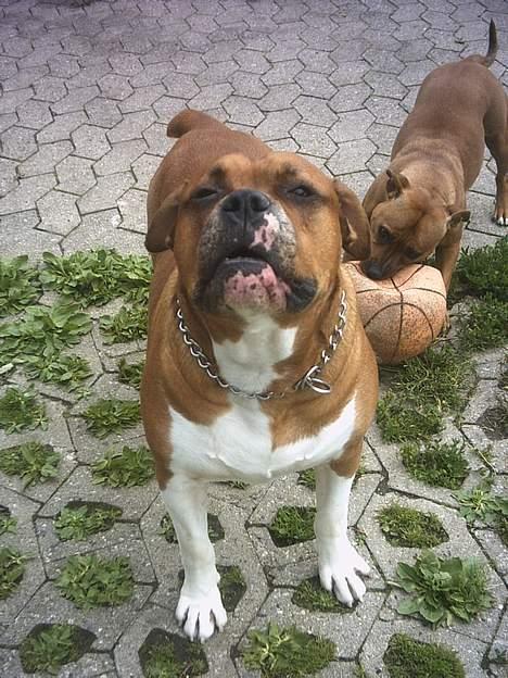 Amerikansk bulldog Geo-R.I.P - VOV!!! billede 7