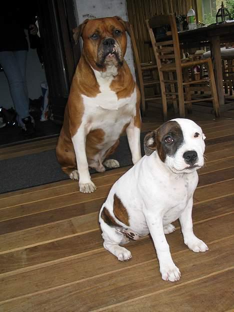 Amerikansk bulldog Geo-R.I.P - Hygge på terassen!! billede 8