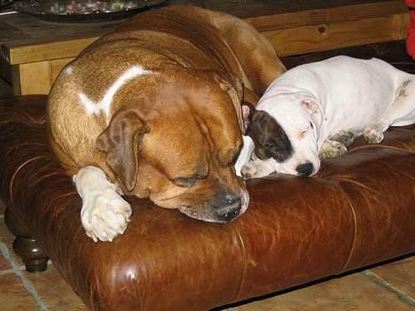 Amerikansk bulldog Geo-R.I.P - Snoork! billede 10