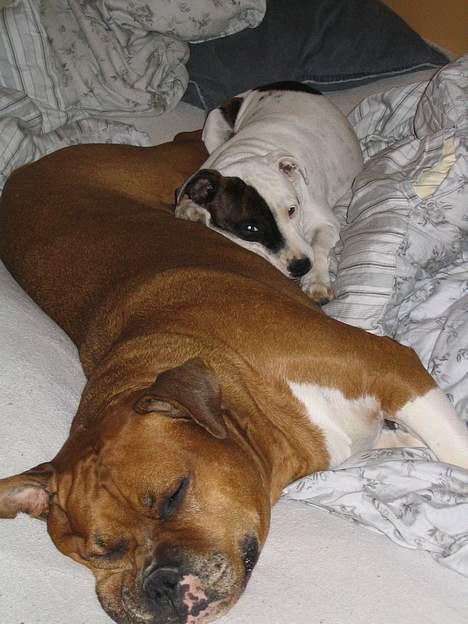 Amerikansk bulldog Geo-R.I.P - snork igen.. yndlingsbeskætigelsen på sine gamle dage! billede 11