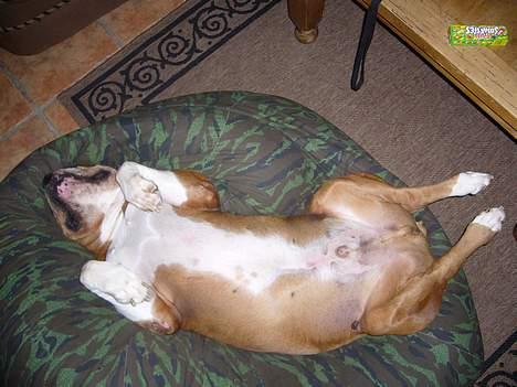 Amerikansk bulldog Geo-R.I.P - Sønnen HAVDE en sækkestol,indtil Geo opdagede den! billede 12