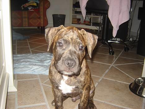 Amerikansk staffordshire terrier Chico billede 3