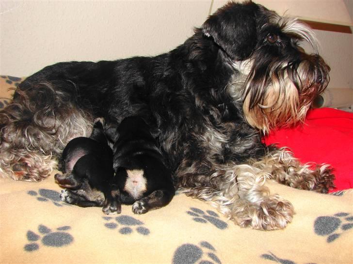 Dvaergschnauzer Tiramisu - Tira med sine Nyføde hvalpe billede 1