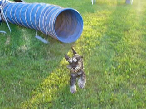 Dvaergschnauzer Tiramisu billede 2