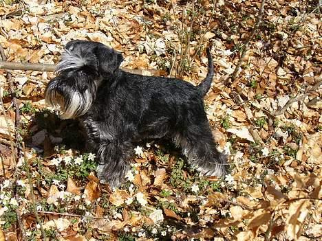 Dvaergschnauzer Tiramisu billede 3