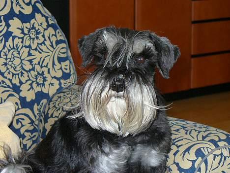 Dvaergschnauzer Tiramisu billede 4