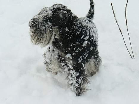 Dvaergschnauzer Tiramisu billede 5