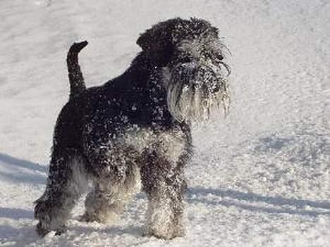 Dvaergschnauzer Tiramisu billede 6