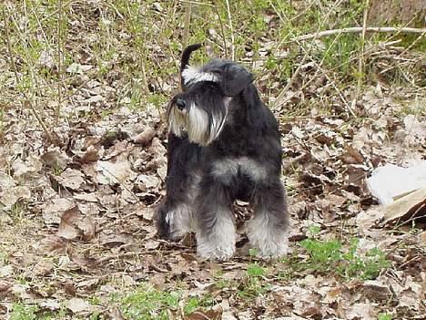 Dvaergschnauzer Tiramisu billede 7