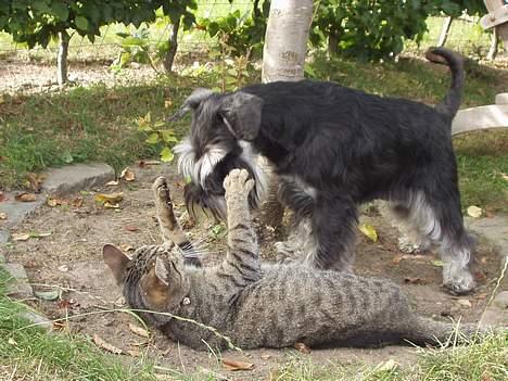 Dvaergschnauzer Tiramisu billede 8