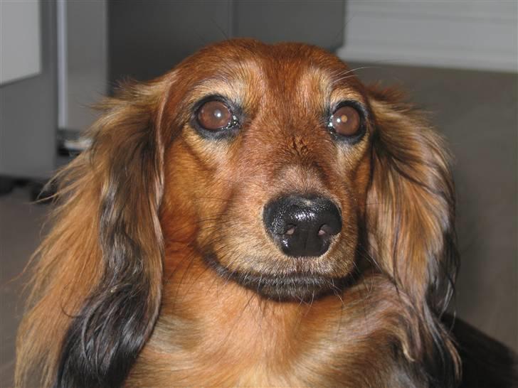 Gravhund Tea - velkommen på tudsen profil.  <3<3<3 billede 1