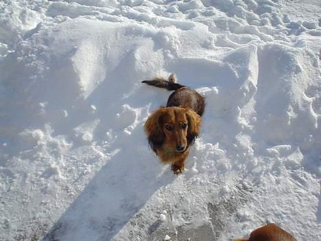 Gravhund Tea - elsker snenen.  <3 billede 2