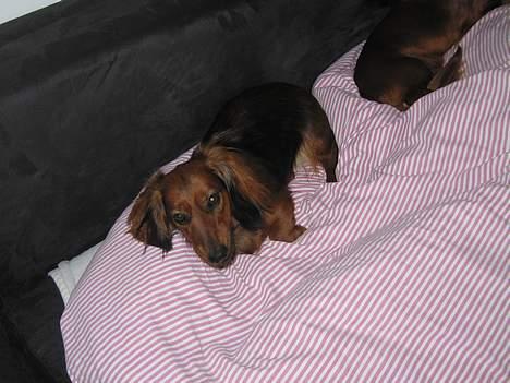 Gravhund Tea - snork bobler,  <3 ... billede 3